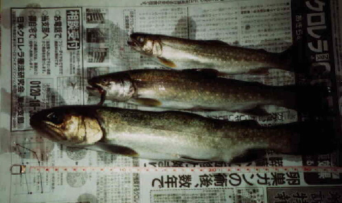 fish1.jpg (83033 oCg)