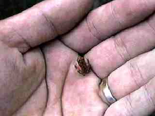 mini frog