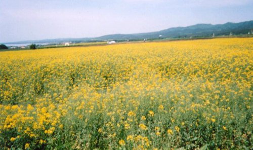 �؂̉ԃt�F�X�e�B�o��