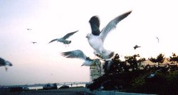 �z�o�����O