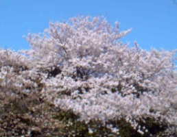 【 心象風景 】