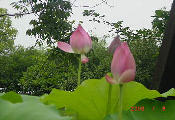 5.西湖に咲く蓮の花